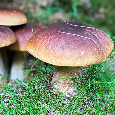 Naturestay Finland sienestystä ja marjastusta